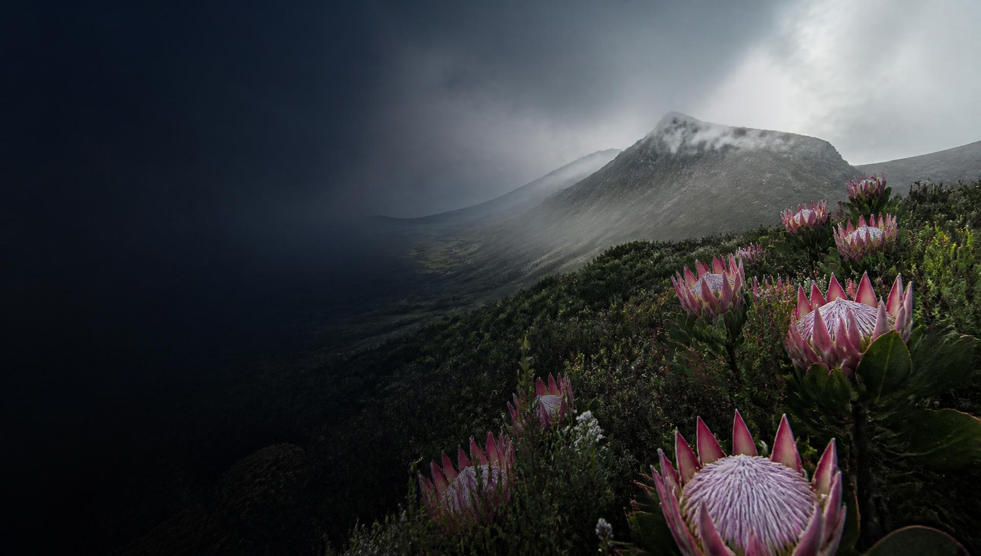 A botanical safari
